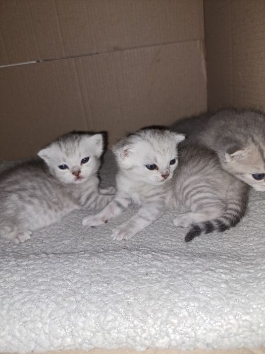 Кошенята на Миколая СРІБНА ШИНШИЛА неймовірні кошенята