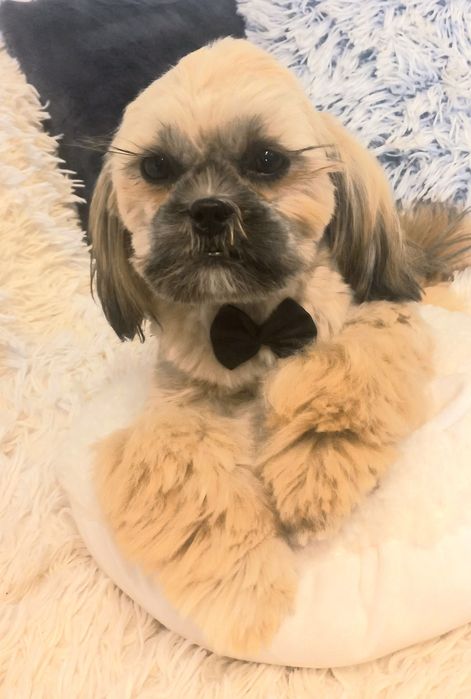 Shih-Tzu IV pok.rod sobolowy mini 3,6 kg