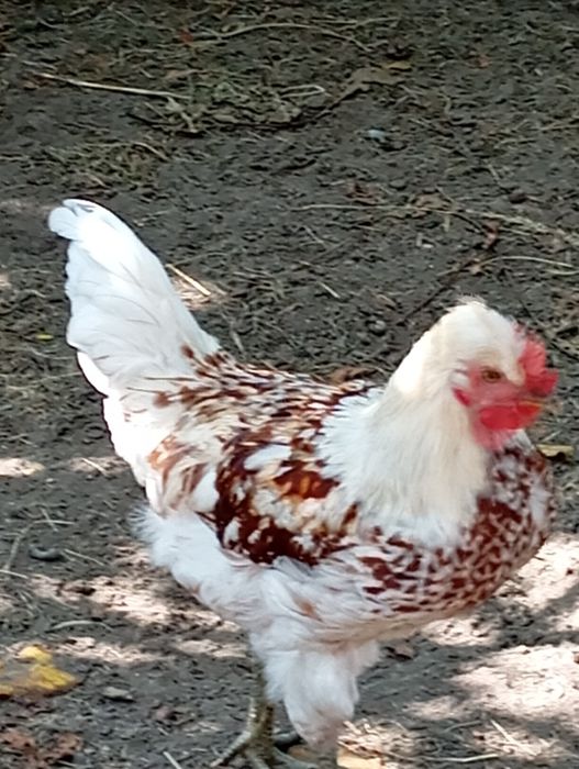 Sprzedam koguty z własnej hodowli