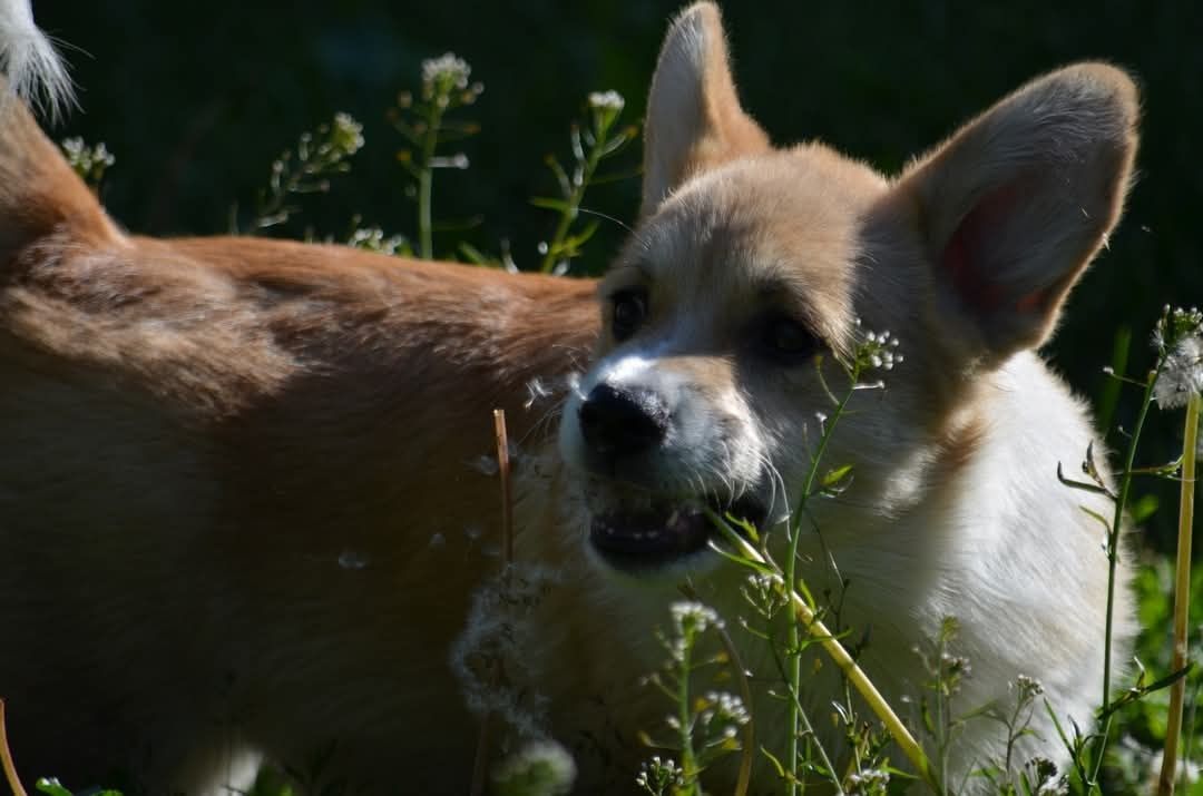 Szczenię Welsh Corgi Pembroke samiec