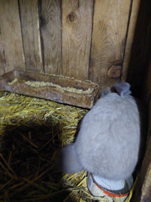 Kroliki dorosłe samice