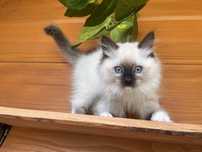 Ragdoll kocurek, cudowny charakter, badania, prawdziwy rodowod