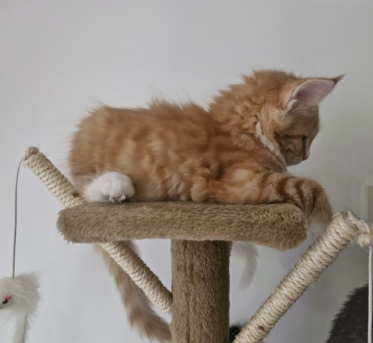 Kocurek Maine Coon