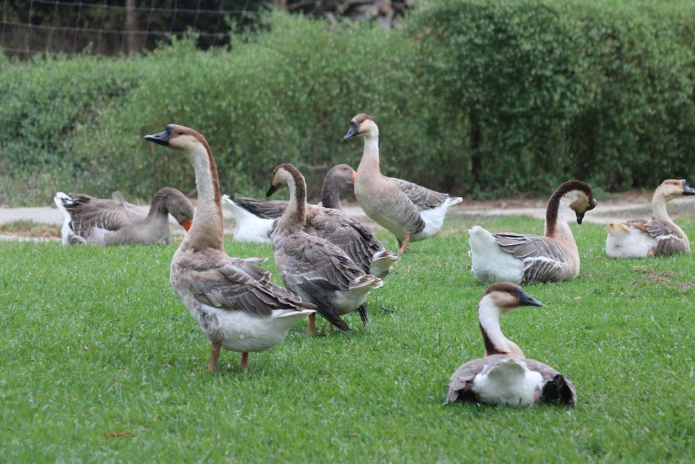 Gansos da Guiné Ou Gansos Sinaleiros