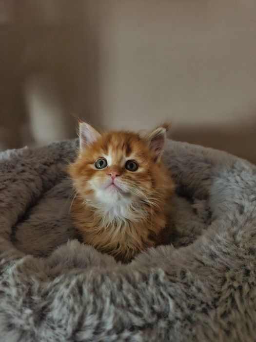 Maine Coon - RED TABBI macho (com LOP)