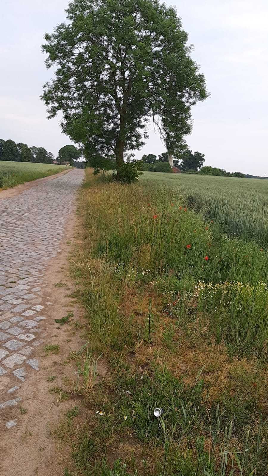 Sprzedam działkę rolno - budowlaną GOŚCIMIERZ gmina KARNICE