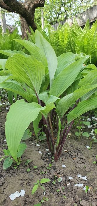 Хости різних сортів