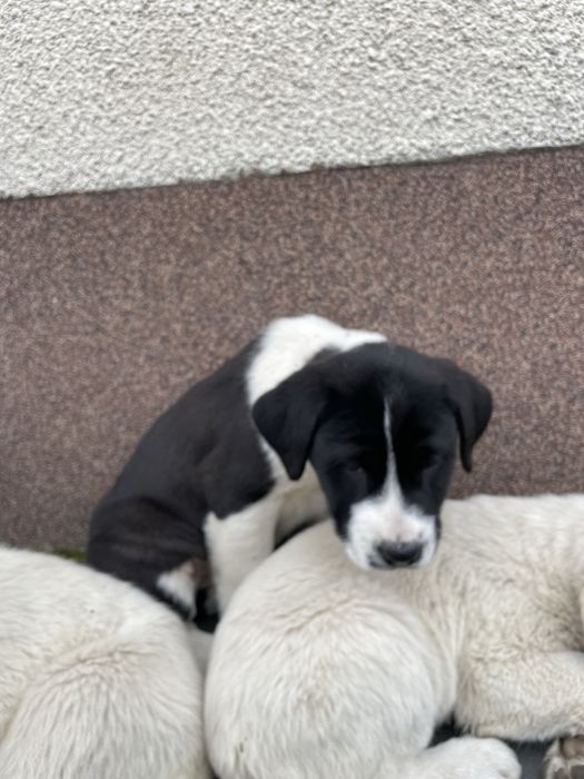 Owczarek środkowoazjatycki szczeniak polecam