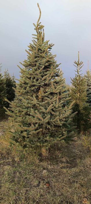 Świerk zielony ,srebrny, jodła kaukaska