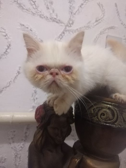 Продам котенка экзота