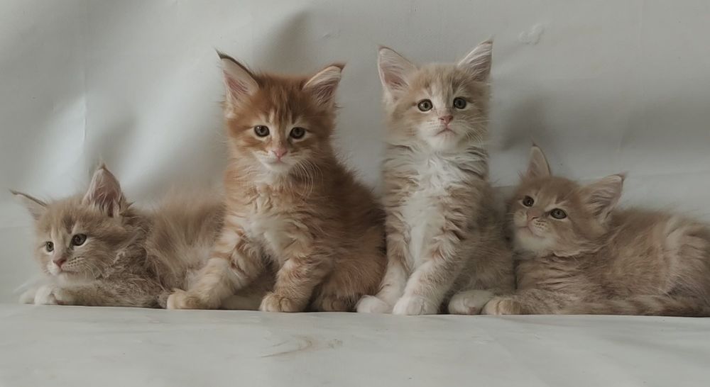 Купить котенка в г Сумы.