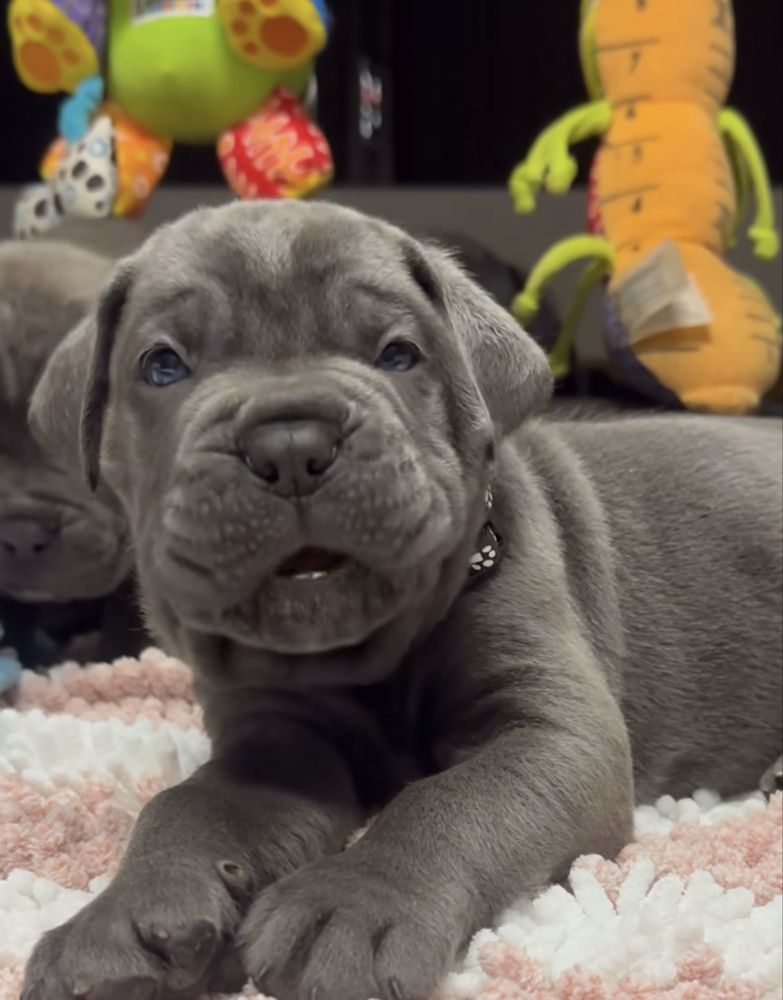 Щастя поруч Львівському питомнику-Cane corso