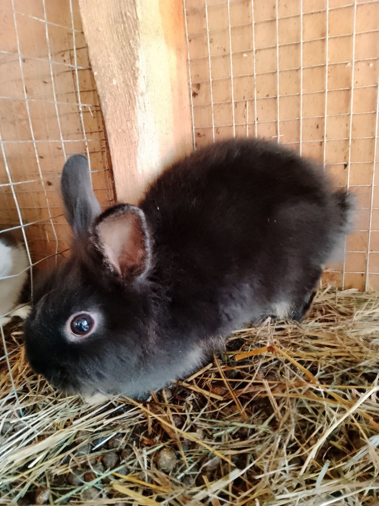 Króliczki miniaturki + zwiedzanie mini zoo
