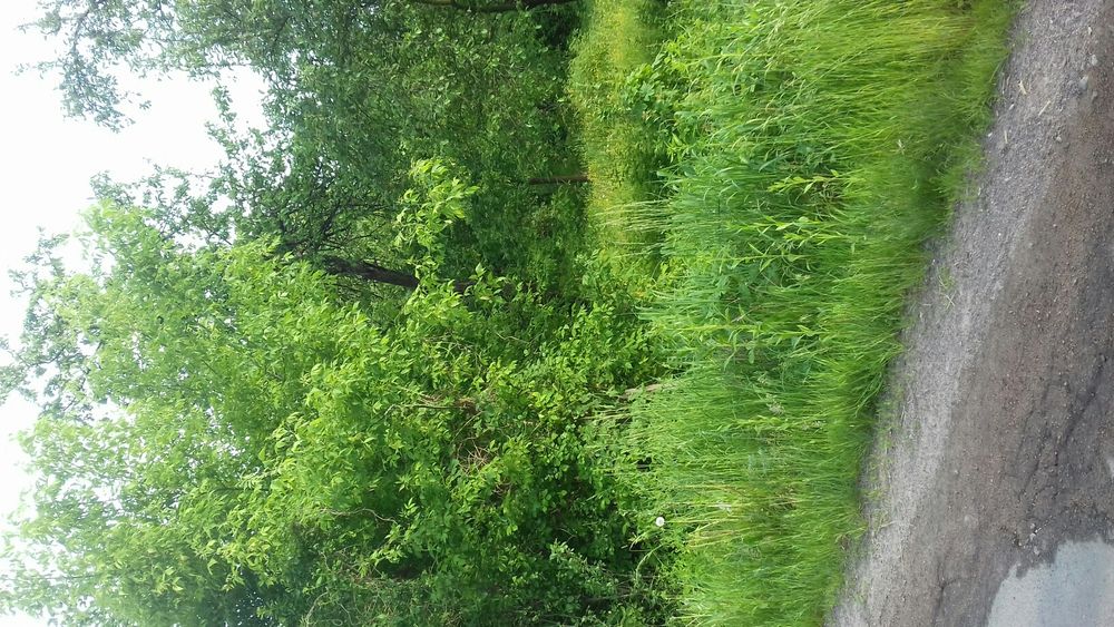 Продам земельний участок 10 сот