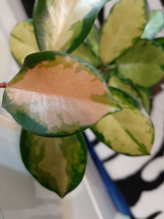 Hoya Australis Lisa.