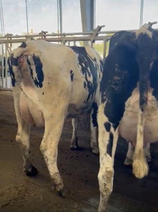 Nowa dostawa krów z Niemiec- 18.11 (wtorek)