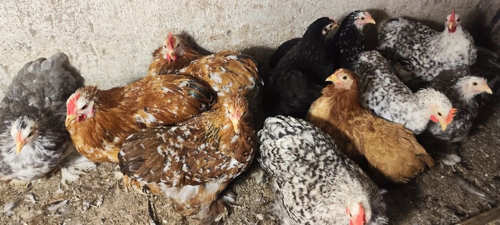 Kochin karzełek ,miniatura, miniaturowy.