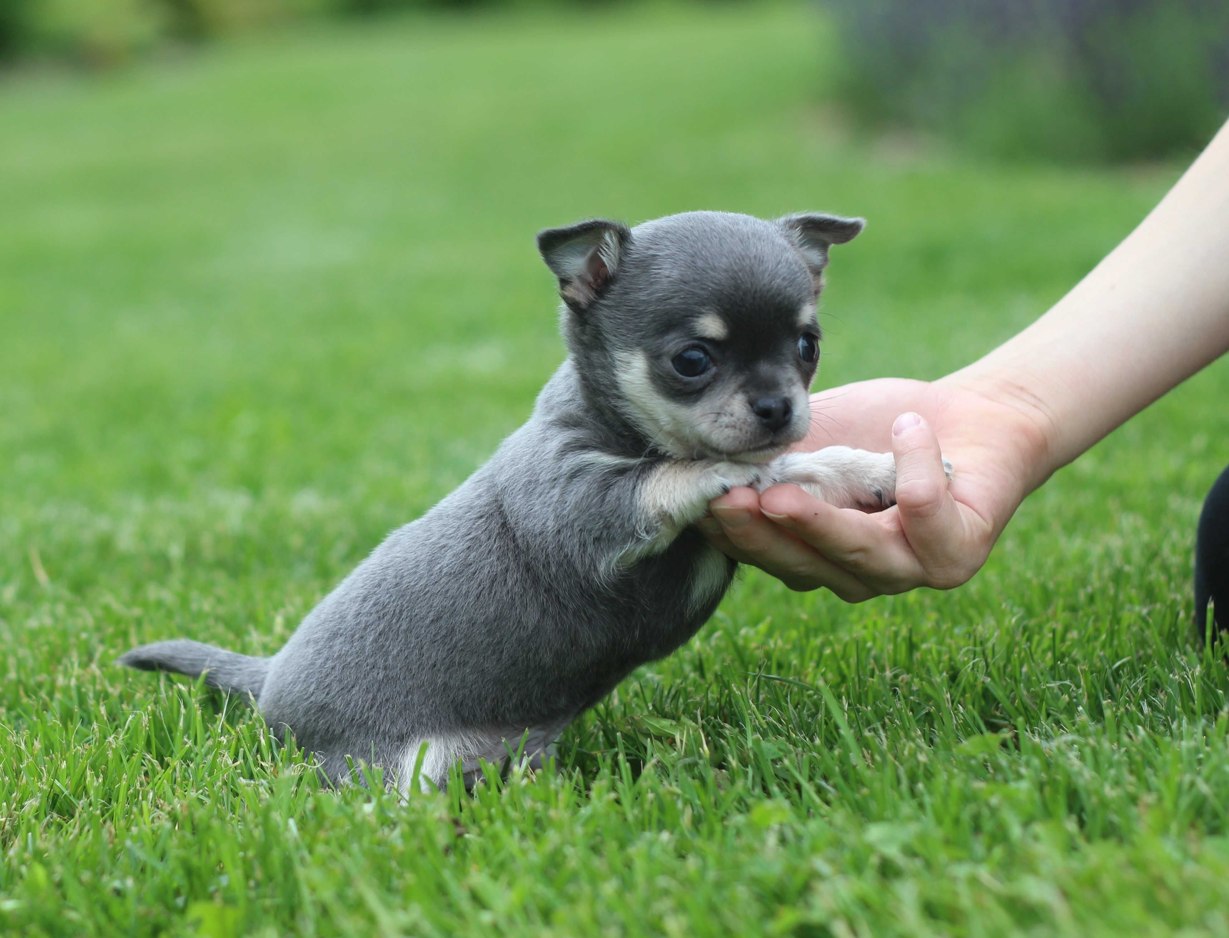 Mikro chihuahua Brutus cudny chłopiec