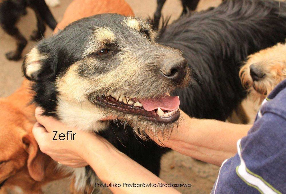 Zefirek - mały szorściak lubiący zabawy z innymi psami