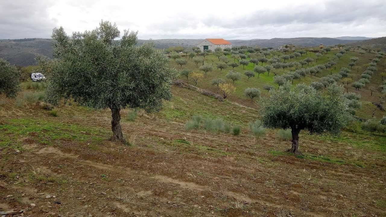 Terreno 15000m2 (1,5h)