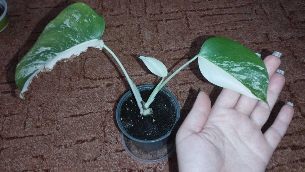 Монстера Варієгата Альба