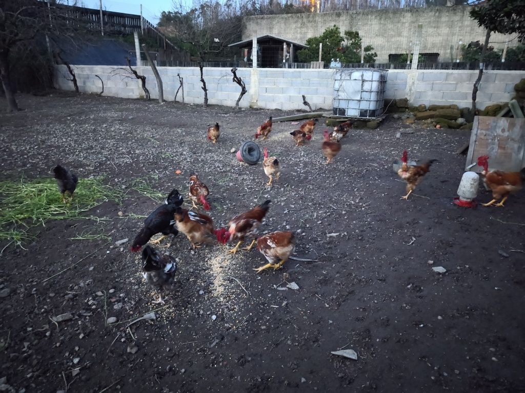 Galos vermelhos do campo