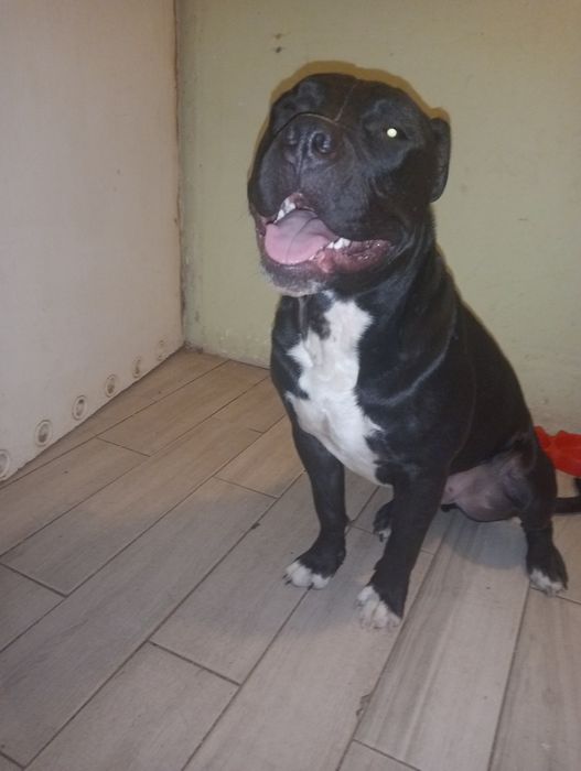 Oddam psa amstaff