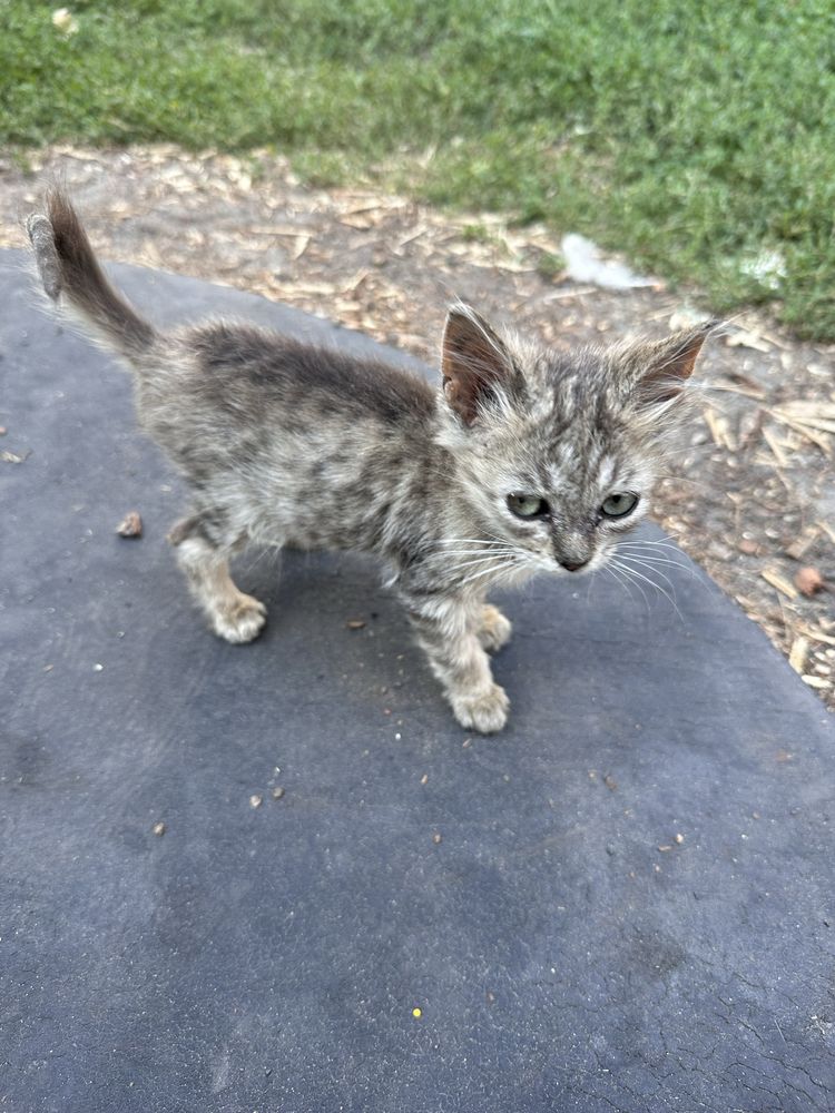 Маленькие котята