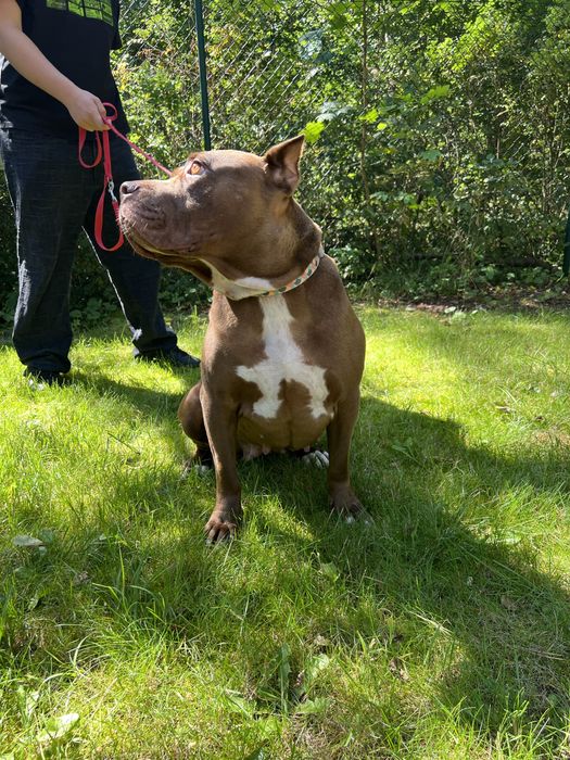 Sunia Coco rasy Pit Bull szuka domku