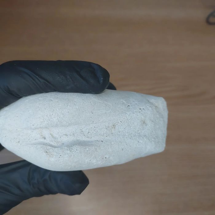 Скам'янілі молюски Panopea