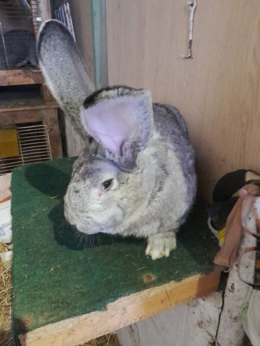 Samiec belgijski szynszylowy