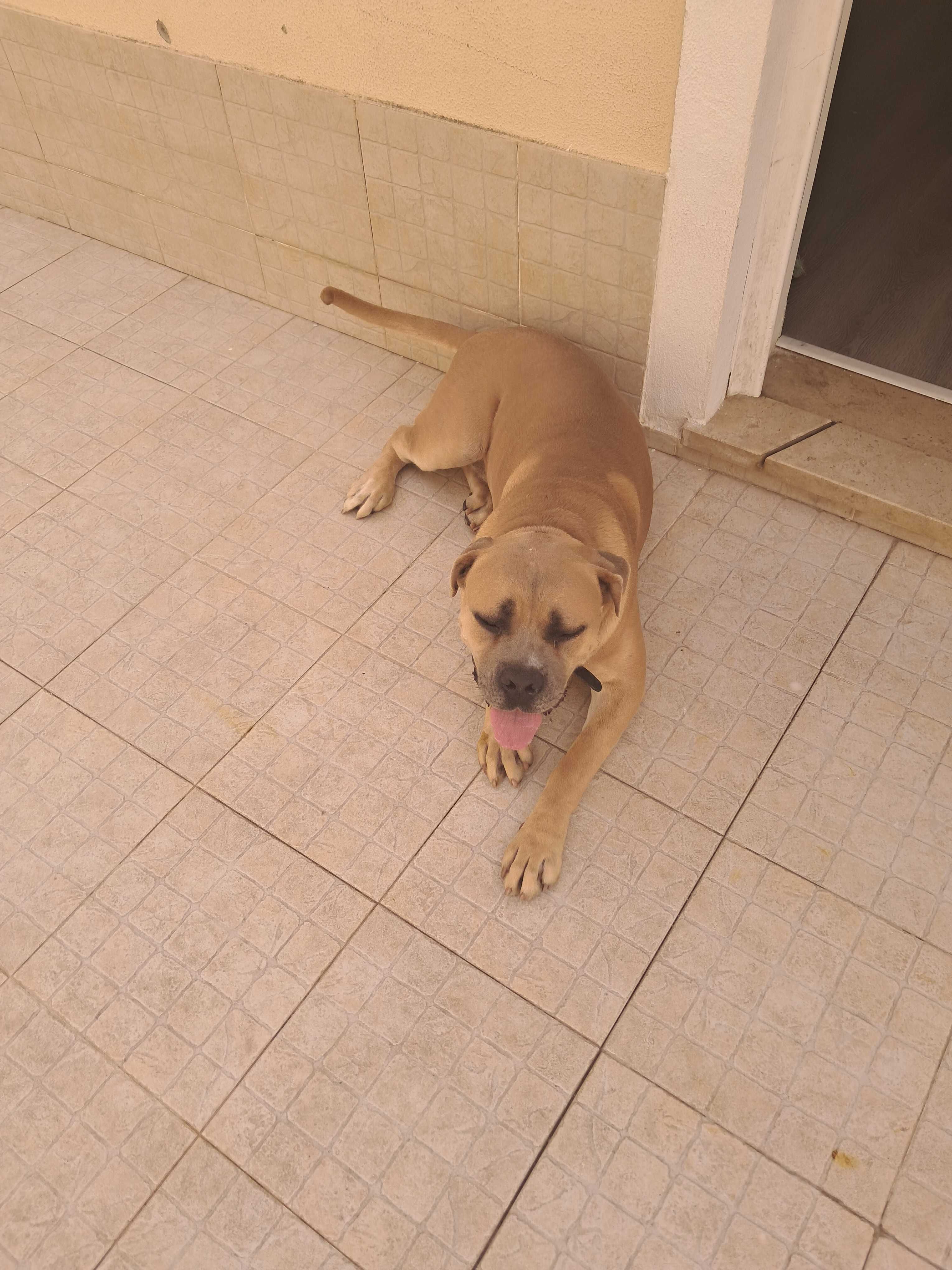 Grátis para adopção