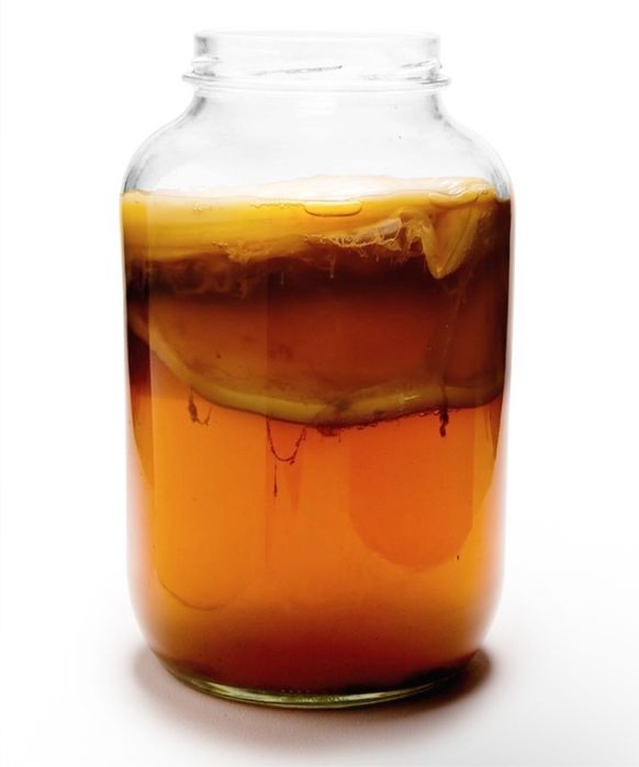 Kombucha starter