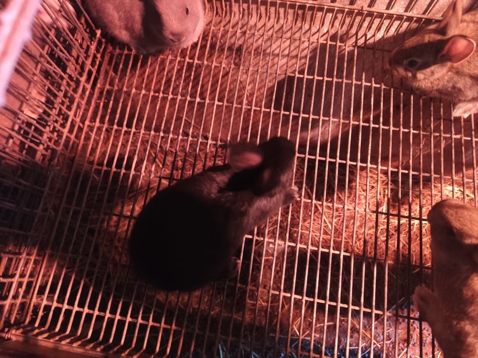 Coelhos anões pequenos