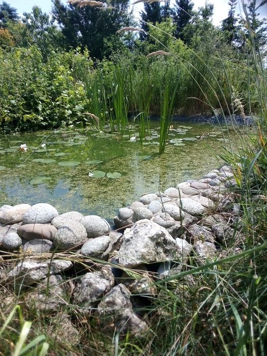 Rosliny do oczka wodnego