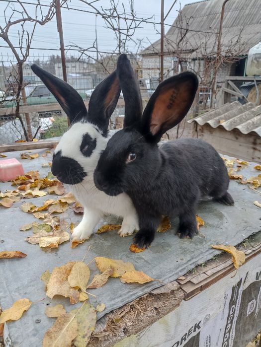 Кролики від малого до дорослого НСВ