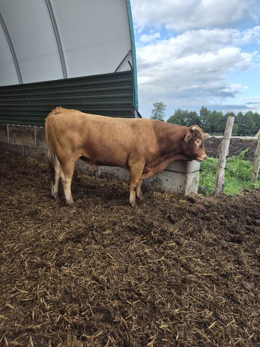 Sprzedam byka rozpłodnika