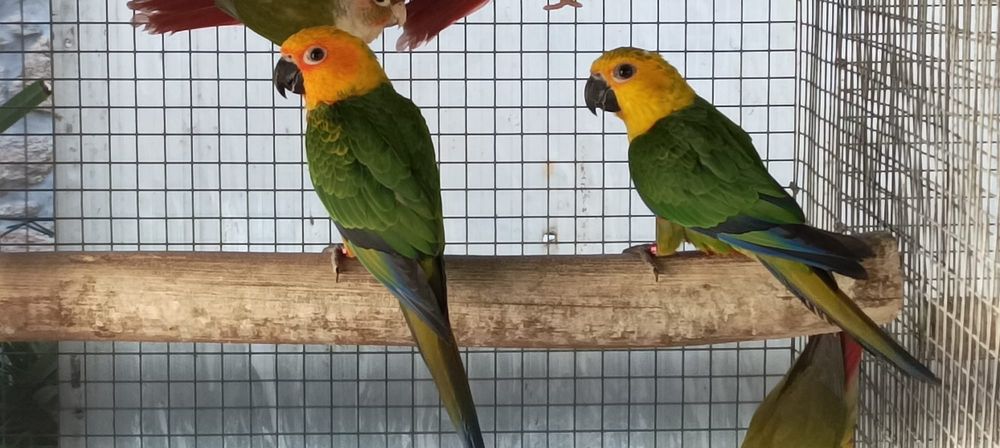 Casal Aratingas Jandayas