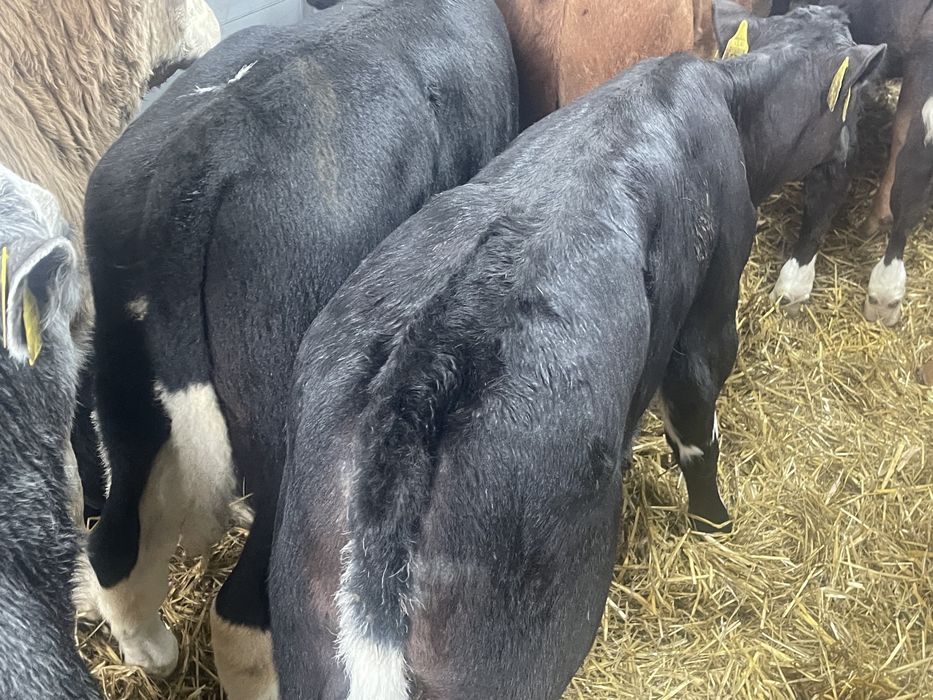 Cielaki byczki jałóweczki