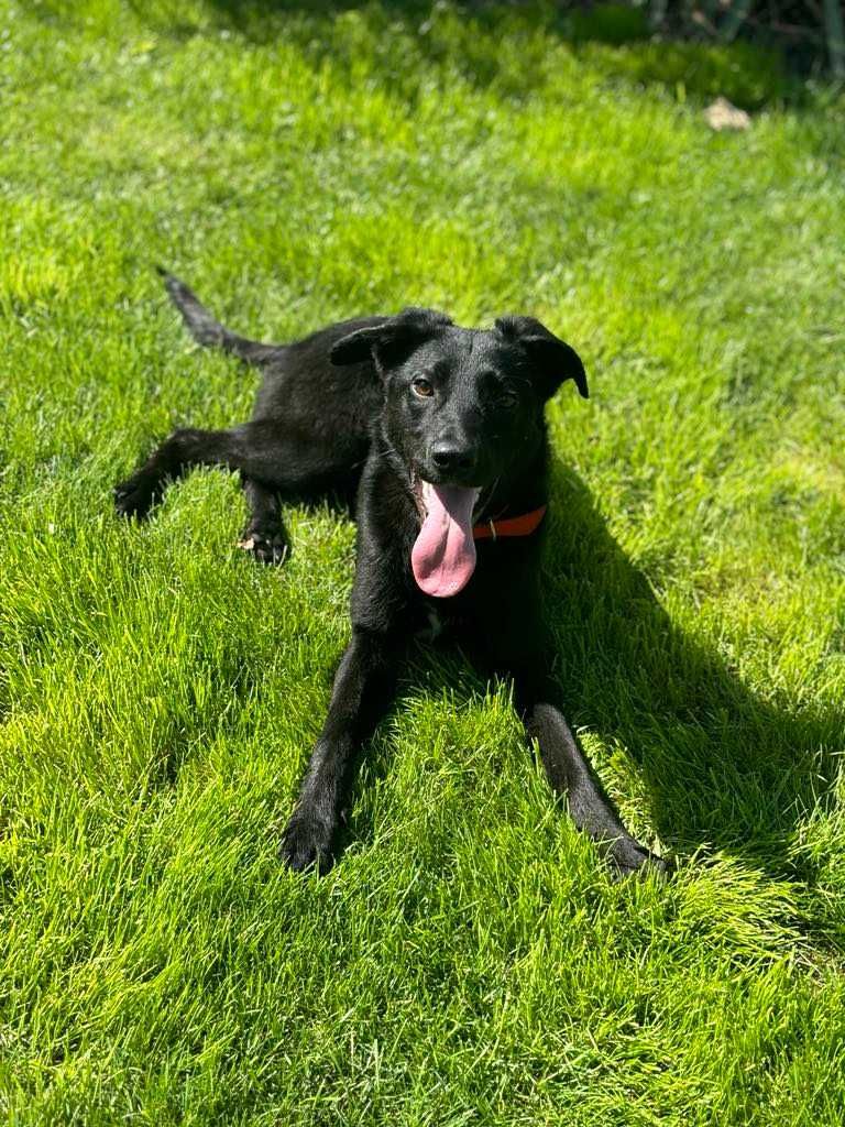 Radosny wspaniały psi przyjaciel do adopcji