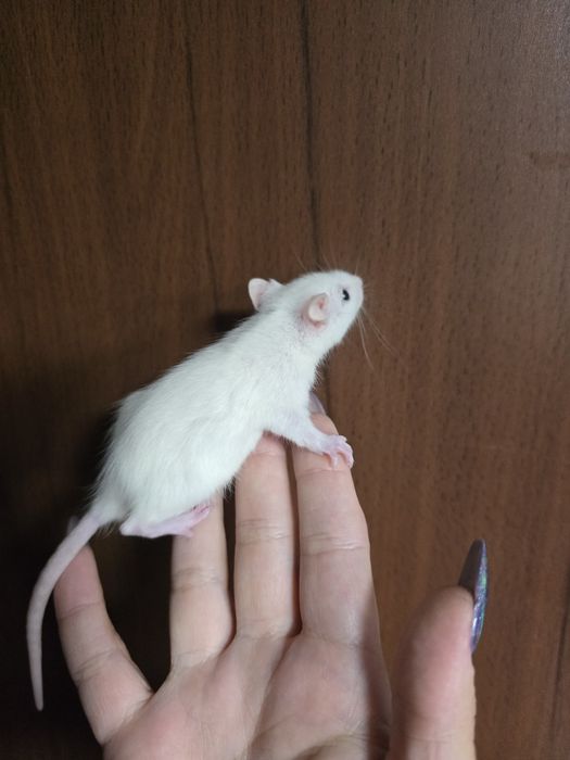 szczur szczury szczurki  samce,samice