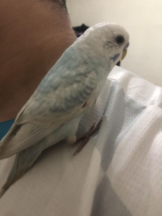 Periquito domésticado/criado a mão
