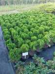 Kula danica bonsai rośnie w kule dostawa gratis