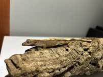 gekon orzęsiony harlequin/ crested gecko harlequin