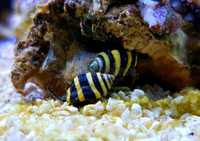 Akwarium morskie - Bumble Bee Snail Pusiostoma (engina) Mendicaria