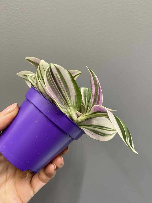 Tradescantia Unicorn Trzykrotka