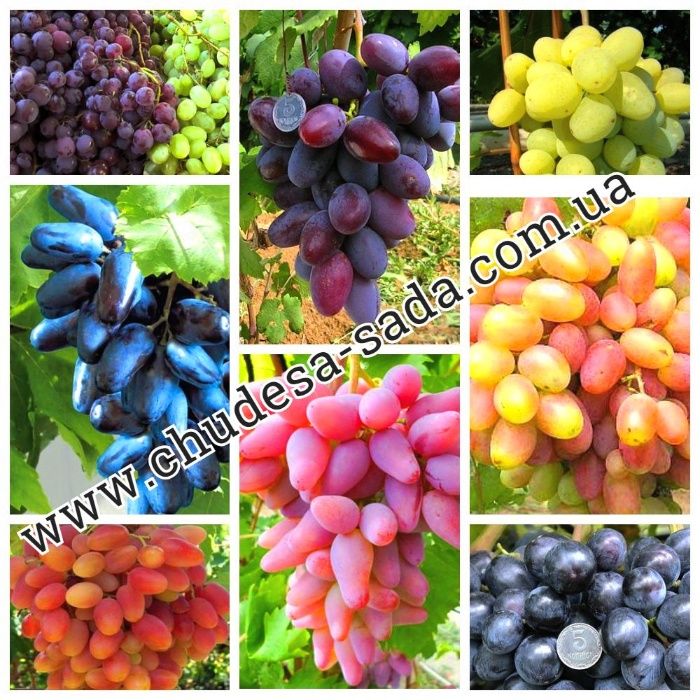 Саженцы винограда мировых сортов большой выбор сортов. Виноград