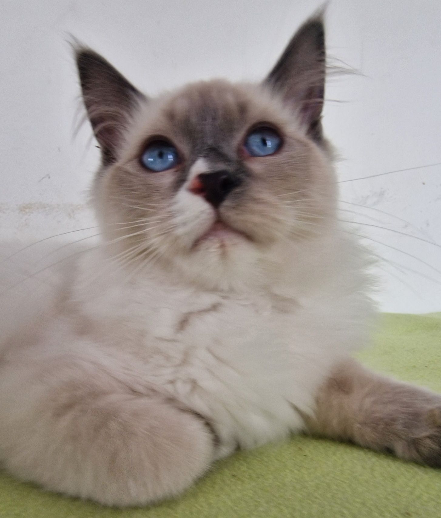 Kocurek Ragdoll blue mitted