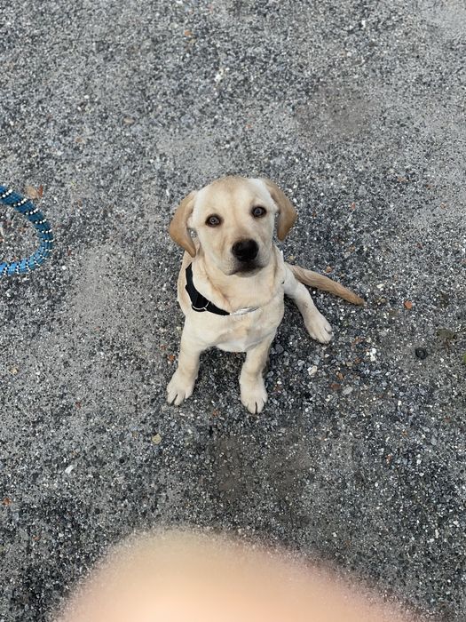 ( RESERVADO ) Labrador macho com 5 mesinhos