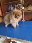 Piękny piesek pomeranian